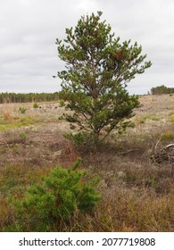 Jack Pine (Pinus Banksiana), Single Tree On Heathland