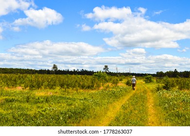 Jack Pine Plantation With Blueberry Plants