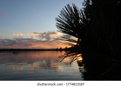 Jack Pine Sunset In Minnesota