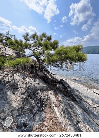 Jack Pine tree growing on a rocky lakeshore in Northern Ontario.