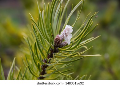 Jack Pine Tree In Winter