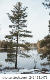 Jack Pine Trees in winter