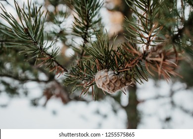 Jack Pine In The Winter