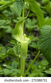 Jack In The Pulpit
