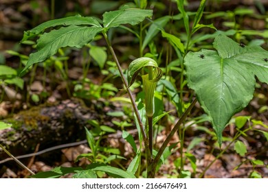 Jack in the Pulpit (Arisaema triphyllum). Native hardy northern plant. It is a large, cylindrical, hooded flower, green in color with brown stripes. - Shutterstock ID 2166476491