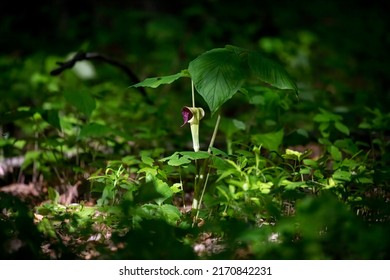 Jack in the Pulpit (Arisaema triphyllum). Native hardy northern plant. It is a large, cylindrical, hooded flower, green in color with brown stripes. - Shutterstock ID 2170842231