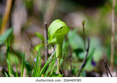 A Jack in the Pulpit blooms along a trail in Stony Creek Metropark, Shelby Township, Michigan.
