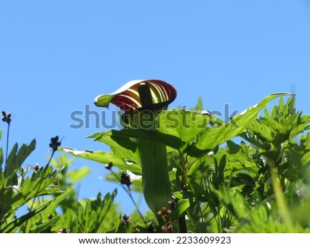 Jack in the Pulpit and Blue Sky
