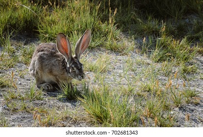 Jack Rabbit