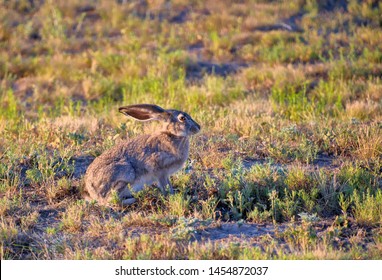 Jack Rabbit - The Black-tailed Jackrabbit (Lepus Californicus), Also Known As The American Desert Hare, Is A Common Hare Of The Western United States And Mexico.