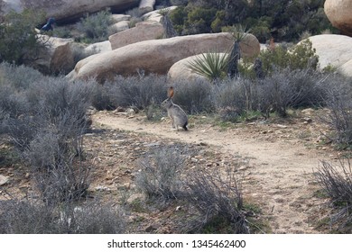 Jack Rabbit In Desert