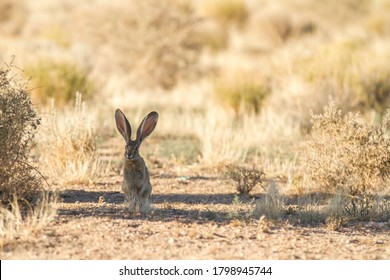 Jack Rabbit In The Desert