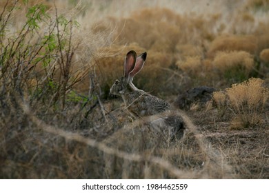 Jack Rabbit In The Desert