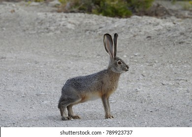 Jack Rabbit In Desert