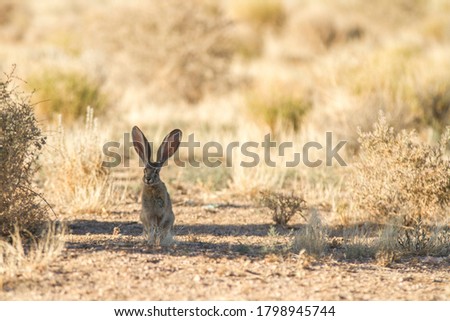 Jack rabbit in the desert