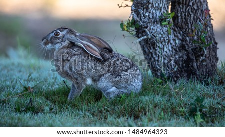 Jack Rabbit with the ears down