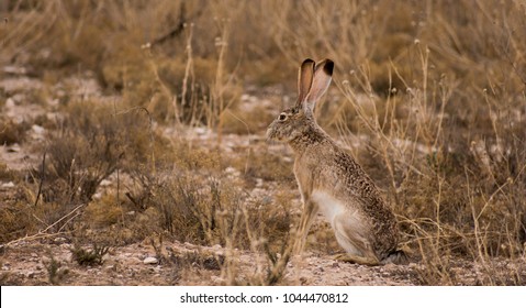 Jack Rabbit In The New Mexico Desert