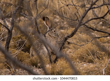 Jack Rabbit In The New Mexico Desert Behind Mesquite Tree