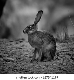 Jack Rabbit, New Mexico, USA
