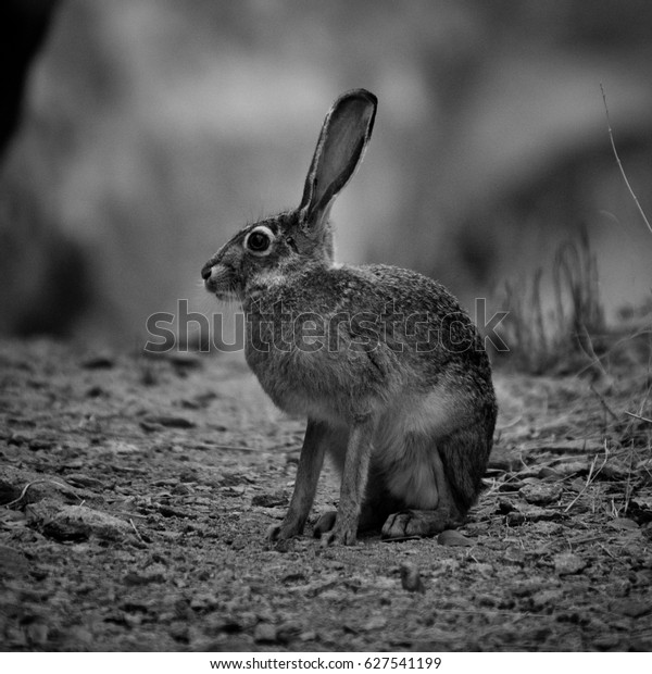 jack rabbit new mexico usa stock photo edit now 627541199 https www shutterstock com image photo jack rabbit new mexico usa 627541199