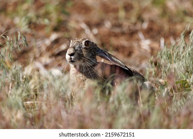 A Jack Rabbit On High Alert, Ready To Run.