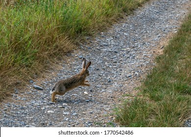 A Jack Rabbit Running On Path