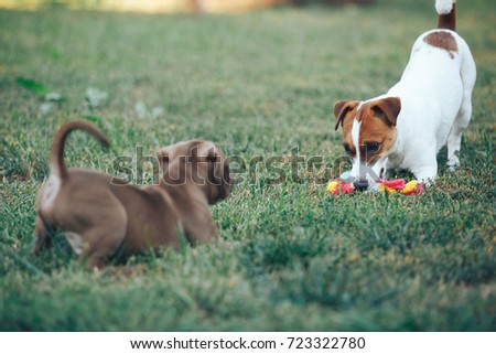 15 Cute Tutorial For Long Haired Weimaraner Puppies For Sale Pic