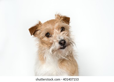 617 Long haired jack russell Images, Stock Photos & Vectors | Shutterstock