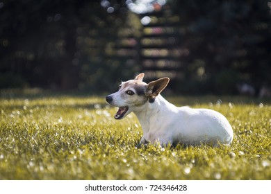 Jack Russel