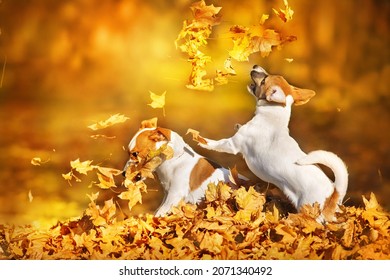 Jack Russel Dog Play With Fall Leaves In Autumn Park