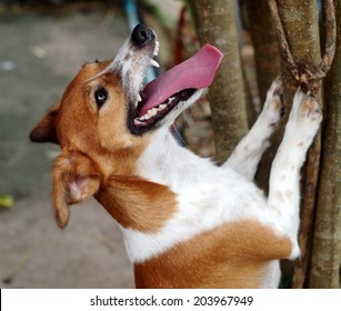 Jack Russel Dog Playing Outside In A House Park Having Fun Try To Jump Up For Hunting A Small Wild Animal Escape On A Tree, Barking Focusing And Showing His White Teeth And Long Pink Tongue