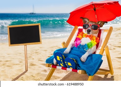 jack russel dog resting and relaxing on a hammock or beach chair under umbrella at the beach ocean shore, on summer vacation holidays