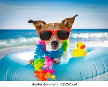 4,721 Dog relaxing by pool Images, Stock Photos & Vectors | Shutterstock