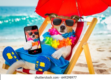 Jack Russel Dog Resting And Relaxing On A Hammock Or Beach Chair Under Umbrella At The Beach Ocean Shore, On Summer Vacation Holidays Taking A Selfie With Smartphone Or Mobile Phone Or Telephone