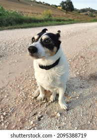 Ein Jack Russel-Hund sitzt auf einem Feldweg