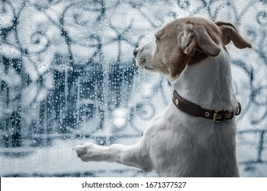 Jack Russel Dog At Window Watching The Bad And Cold Rain And Rainy Weather Looking Sad