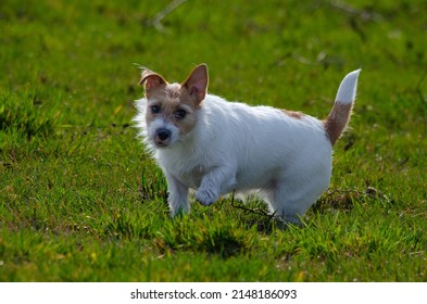 Jack Russel Making A Decision What To Do Next