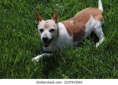 Jack Russel Mixed Dog Pet Pgotography Stock Photo 2137413565 