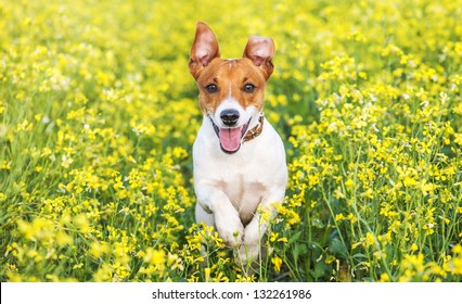 Jack Russel On Flower Meadow