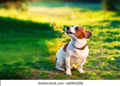 Jack Russel On The Green Lawn With A Branch Of Yellow Flowers In The Teeth. Jack Russell Terrier Playing Outside Smiles