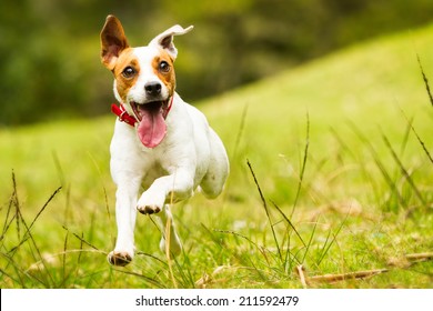 Jack Russel Parson Dog Run Toward The Camera Low Angle High Speed Shot - Shutterstock ID 211592479