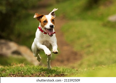 Jack Russel Parson Dog Run Toward The Camera Low Angle High Speed Shot - Shutterstock ID 211592509