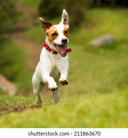 Jack Russel Parson Dog Run Toward The Camera Low Angle High Speed Shot - Shutterstock ID 211863670