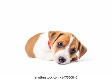 Jack Russel Puppy Isolated On White