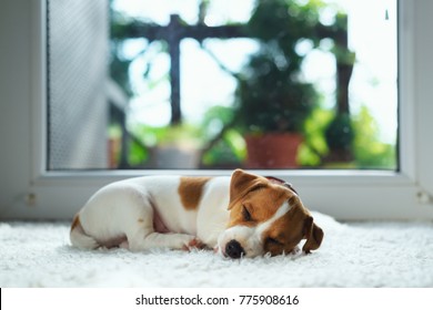 Jack Russel Puppy On White Carpet. Small Dog Sleep In The House