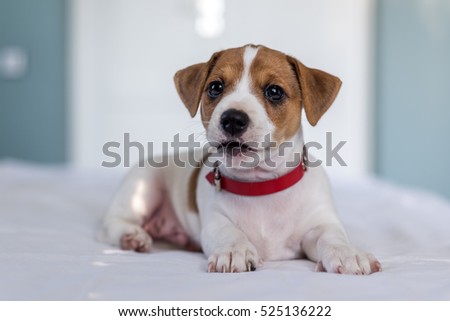 photo de stock de jack russel puppy on white carpet (modifier