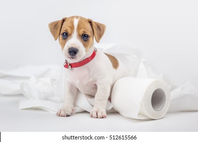 jack russel puppy with toilet paper