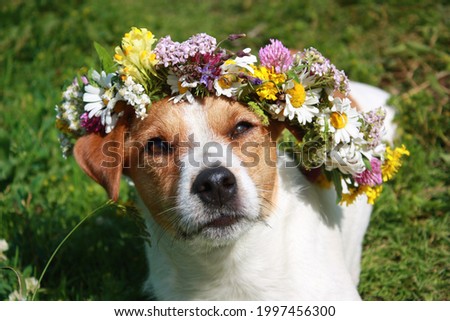 Jack Russel Terrier with circlet of wildflowers.