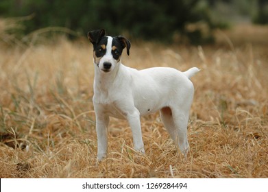Jack russel terrier dog