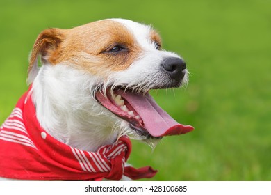 Jack Russel Terrier dog walking outdoors on summer meadows